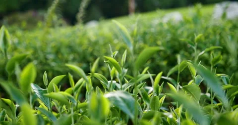 Green tea tree leaves field young tender bud herbal Green tea tree Stockbeeldmateriaal 268974054