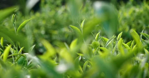 Green tea tree leaves field young tender bud herbal Green tea tree Video stock 268974391