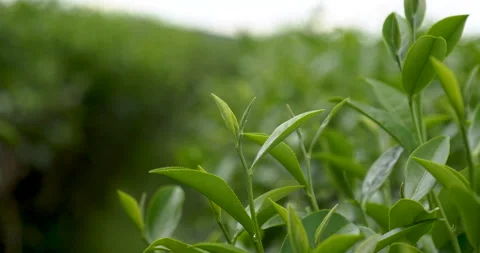 Green tea tree leaves field young tender bud herbal Green tea tree Video stock 268978442