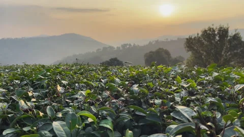 Green tea trees cut off in a mountain plantation at sunset Stock Footage 223601155