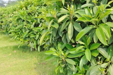 Green tea trees Stock Photos