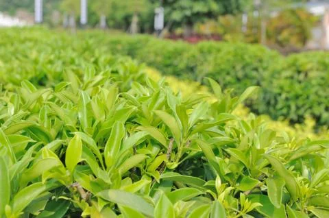 Green tea trees Stock Photos