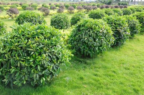 Green tea trees Stock Photos
