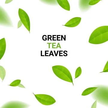 Green tea vector background mint eco illustration. Organic green tea flying leaf Stock Illustration