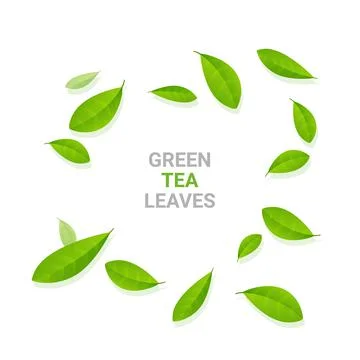 Green tea vector background mint eco illustration. Organic green tea flying leaf Stockillustratie