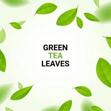 Green tea vector background mint eco illustration. Organic green tea flying leaf Illustrazione stock