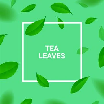 Green tea vector background mint eco frame illustration. Organic green tea 스톡 일러스트