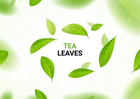 Green tea vector background mint eco illustration. Organic green tea flying leaf Stock Illustration