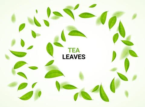 Green tea vector background mint eco illustration. Organic green tea flying leaf Stock Illustration