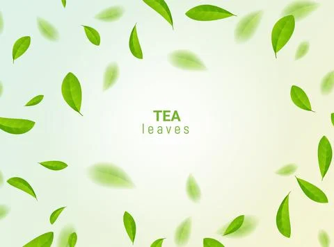 Green tea vector background mint eco illustration. Organic green tea flying leaf Stock Illustration