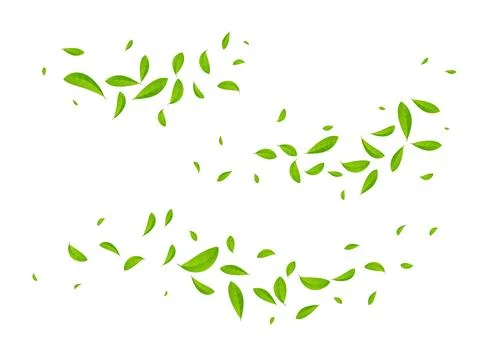 Green tea vector background mint eco illustration. Organic green tea flying leaf Illustrazione stock