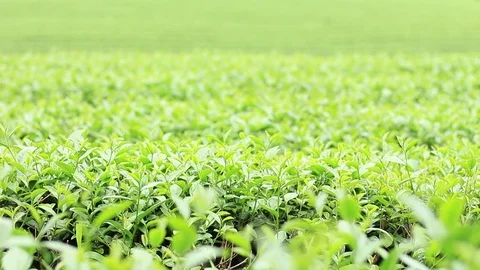 Green tea with a wind. Stock Footage 83577262