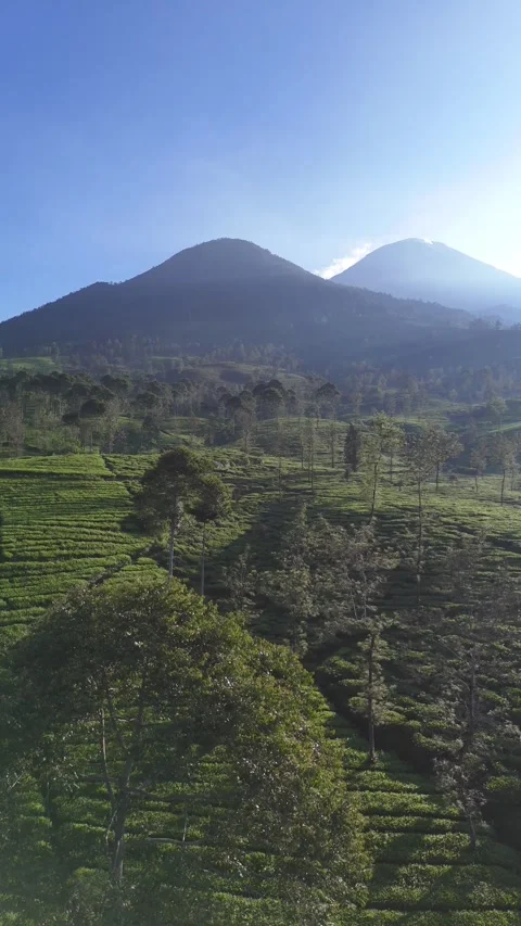 Green Tea Wonosobo 動画素材 308895685