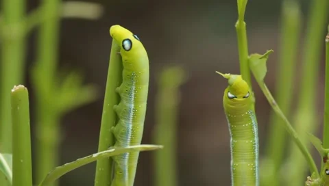 Green tea worm  are eating leaves in the garden background. Video stock 157576013