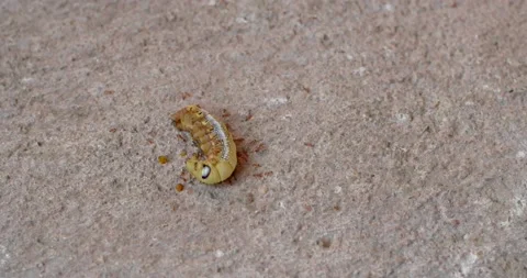 The green tea worm was bitten by many ants .( Timelapse)  Stock Footage 223902923