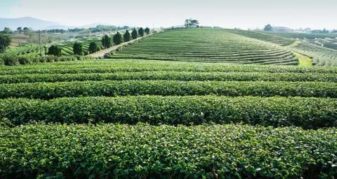 Green tea3 스톡 사진