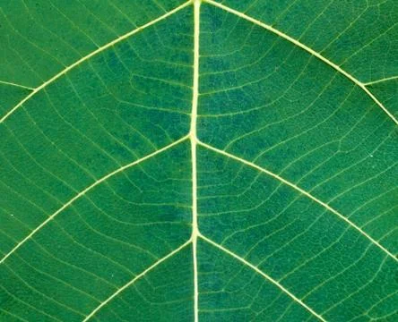 Green teak leaf close up Foto stock
