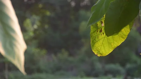 A green teak leaf sways gently in the afternoon breeze Stock Footage 287998468