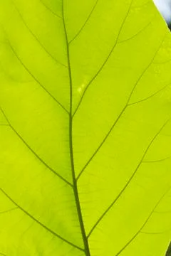 Green teak leaf texture or background Stock Photos