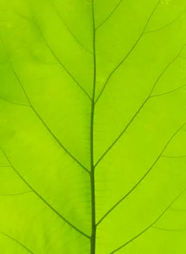 Green teak leaf texture or background Stock Photos