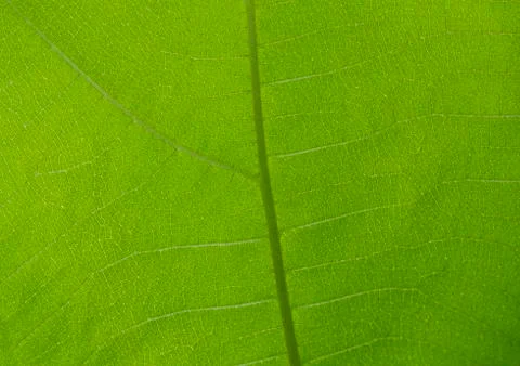 Green teak leaf texture or background Stock Photos