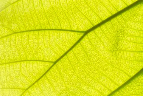 Green teak leaf texture Stock Photos