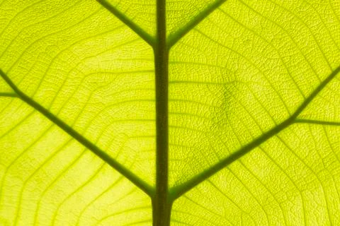 Green teak leaf texture Stock-Fotos