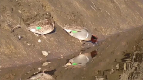 Green Teal Drinking Stock Footage 86536930