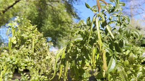 Green Tecoma Branches Swaying in Light Wind Against Clear Blue Sky Close-up Stock Footage 328388969