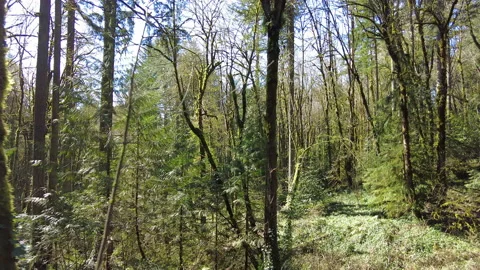 Green, Temperate Forest in Oregon Stock Footage 172263685