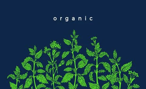 Green template. Vector fresh plant of stevia, leaf, silhouette of branch, spr Stock Illustration