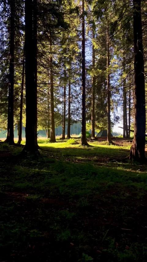 Green tent in the forest Stock Footage 246590688