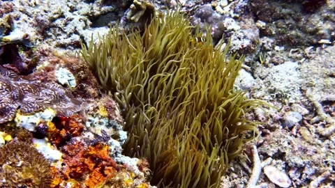 Green tentacles sway and glide where the little reef fish hide Stock Footage 336291466