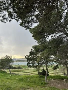 Green terraced fields and trees with sea view Stock Photos