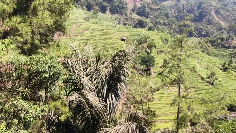 Green terraced fields and tropical hillside landscape Stock Footage 346659257