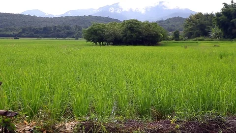 Green Terraced Rice Field Stock Footage 79864618