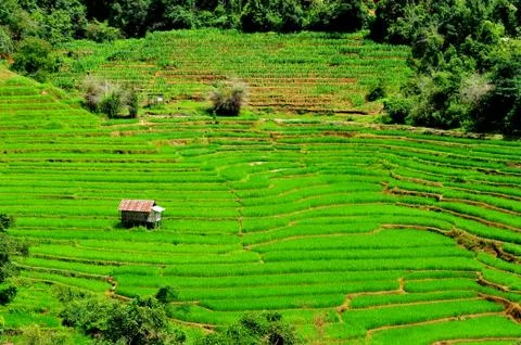 Green Terraced Rice Field in Mae Long House , Mae Chaem, Chiang Mai, Thailand Stock Photos