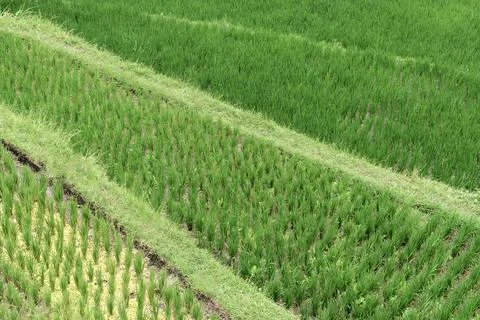 Green terraced rice fields create a picturesque pattern, highlighting the Stock Photos
