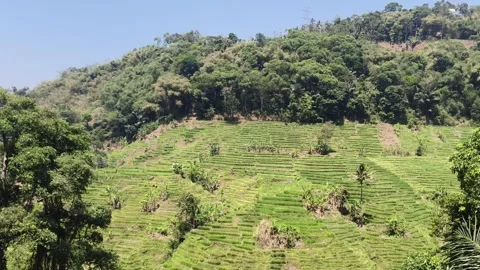 Green terraced rice fields on hillside slope Stock Footage 346659301
