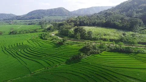 Green terraced rice fields in a hilly landscape Stock Photos
