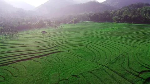 Green terraced rice fields on a mountain hillside Stock Photos