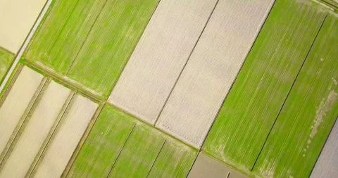 Green terrain with perfect diagonal lines and tractor tracks Stock Footage 151067053