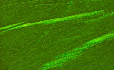 Green texture background backdrop for graphic design Foto stock