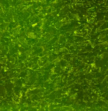 Green texture background backdrop for graphic design Stock Photos