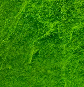 Green texture background backdrop for graphic design Stock Photos