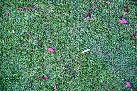 Green texture background Stock Photos