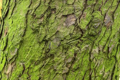Green texture of bark of a pine tree with lichens and a moss Stock Photos