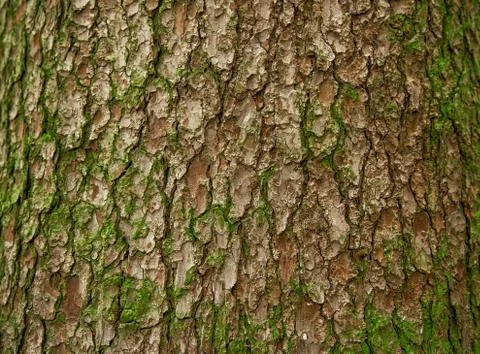 Green texture of bark of a pine tree with lichens and a moss Stock Photos