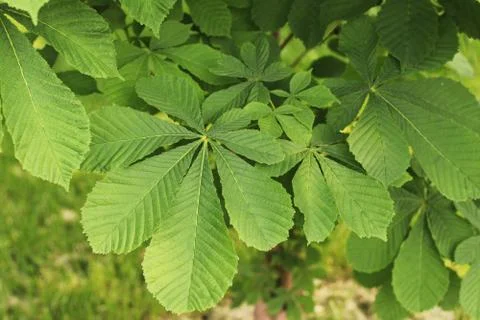 The Green Texture of the Chestnut Tree 写真素材