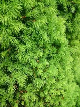 Green texture of coniferous tree with drops after the rain. Stock Photos